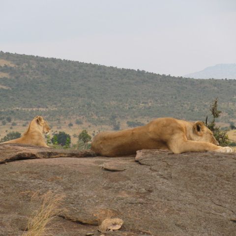 Central Kenya Circuit Safari