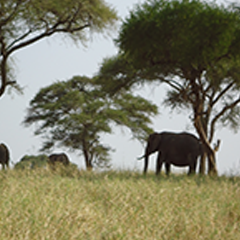 4 Days (3 Nights) Tarangire/Serengeti/Ngorongoro Crater