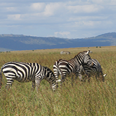 3 Day Masai Mara Safari Special