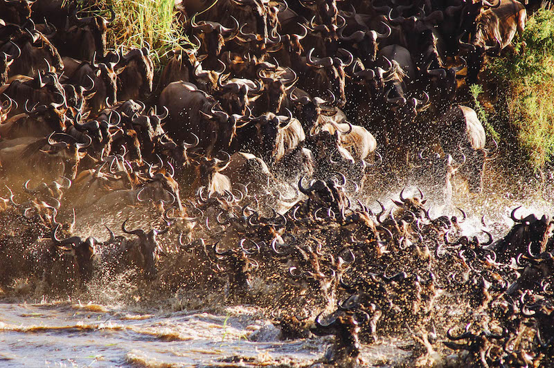The Great Wildebeest Migration