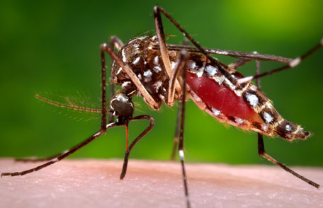 Mosquitoes - The Disease Burden of The World